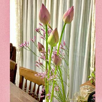 ハイブリッドスターチス☆の画像 by HanoShunさん | 部屋とピンク ぴんく Pinkとピンクの花とピンク❤︎ピンクと 蓮の花とピンクとピンクのお花とほんのりピンクが好きとハイブリッドスターチス☆と切り花と生花