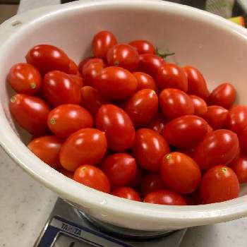 調理用トマトの画像 by dp106さん | 畑とシシリアンルージュとハイギャバ生活と家庭菜園とおうちde菜園とおうち園芸とトマト栽培と調理用トマト