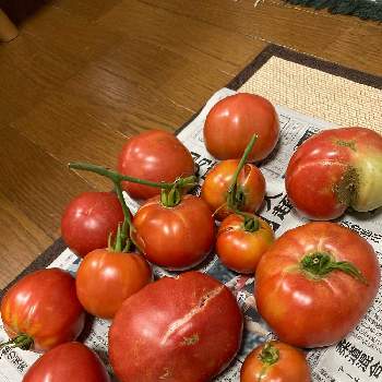 ゼメルカウ（トマト）の画像 by dp106さん | 畑と大型福寿とアロイトマトとゼメルカウ（トマト）とスロベニアンオックスハート（トマト）と家庭菜園とおうちde菜園とおうち園芸とトマト栽培