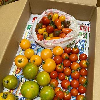 グリーントマトの画像 by dp106さん | 畑と中玉トマト　フルティカとグリーントマトとセレブオレンジと家庭菜園とトマト栽培とおうち園芸とおうちde菜園