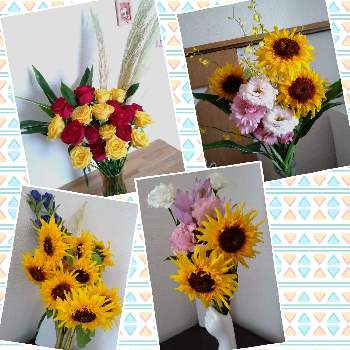 パンパスの投稿画像一覧 Greensnap グリーンスナップ