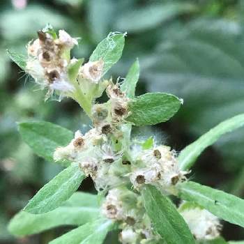 チチコグサモドキの投稿画像一覧 Greensnap グリーンスナップ