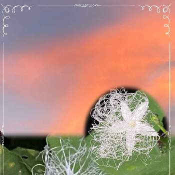 カラスウリの花の画像 by n i eさん | お出かけ先と夕焼けとカラスウリの花と夕焼けが好き