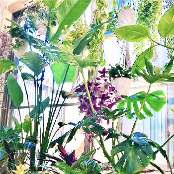 ダイニングの画像 by shi815さん | 窓辺と観葉植物とグリーンのある暮らしといつもありがとう♡とダイニングと植物中毒と爽やかとジャングル化計画と斑入り。といやし♪とインテリアグリーン