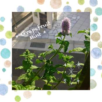 グレープフルーツミントの投稿画像一覧 Greensnap グリーンスナップ