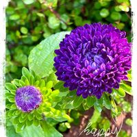 アスター,地植え,いつもありがとう♡,種から,青い花の画像