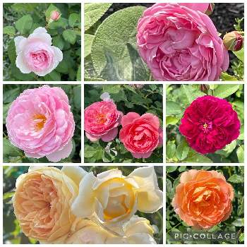 コーラル色の花の画像 by ブルーネストさん | 小さな庭とイングリッシュローズとDA オリビアローズオースティンとDA ダーシーバッセルとDA メアリーローズとDA ボスコベルとDA アンシェントマリナーとDA レディオブシャロットとDA クラウンプリンセスマルガリータ(みたい)とばら バラ 薔薇とオレンジ色の花とピンクの花とコーラル色の花とおうち園芸と香る花とイングリッシュ・ローズとデビッドオースティンと赤い花とガーデニングとバラを楽しむとアプリコット色の花
