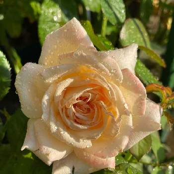 バラ　G.D.ルイーズの画像 by ポンポンさん | 小さな庭とバラ　G.D.ルイーズと2021年8月とおうち園芸と四季咲きと鉢植えとアプリコット色とコルデスとトゲが少ない