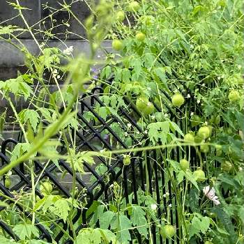 風船状の果実の投稿画像一覧 Greensnap グリーンスナップ