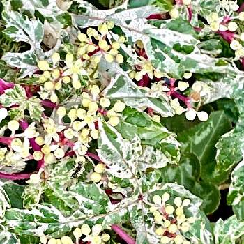 斑入りノブドウの画像 by CIITA GARDENさん | 小さな庭と斑入りノブドウと斑入りノブドウ エレガンスとノブドウとCIITA GARDENと樹木の花とロボット兵花壇と樹木と街角の花壇