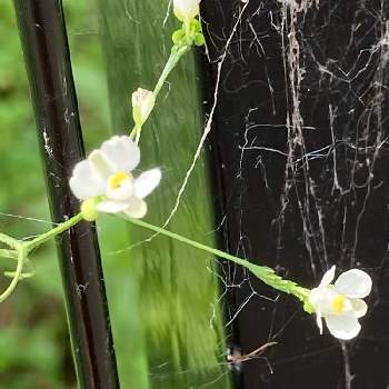 フウセンカズラ属の投稿画像一覧 Greensnap グリーンスナップ