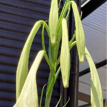 白いユリの投稿画像一覧 Greensnap グリーンスナップ