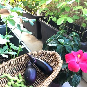 オクラ,ナス 千両二号,中生枝豆,ピンクの花,種まきっ子の画像