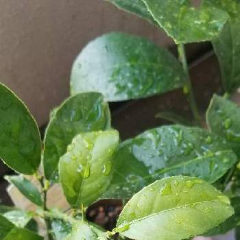 レモンの投稿画像一覧 Greensnap グリーンスナップ