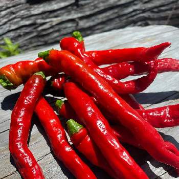 トウガラシの投稿画像一覧 Greensnap グリーンスナップ