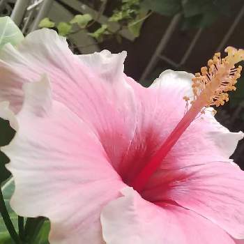 ハイビスカス グレイス3の投稿画像一覧 Greensnap グリーンスナップ