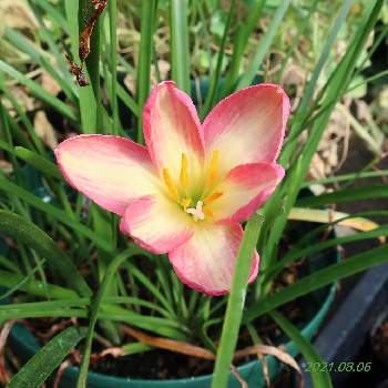 ゼフィランサス ピンクビーチの投稿画像一覧 Greensnap グリーンスナップ