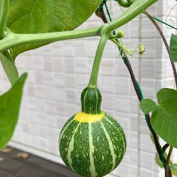 飾りカボチャの投稿画像一覧 Greensnap グリーンスナップ