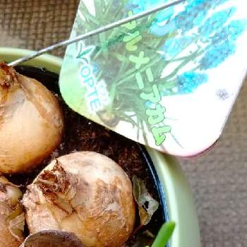 ムスカリ アルメニアカムの投稿画像一覧 Greensnap グリーンスナップ