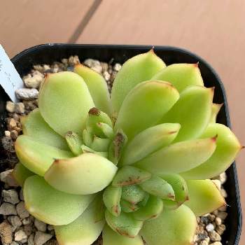 アガボイデスプリドニスの投稿画像一覧 Greensnap グリーンスナップ