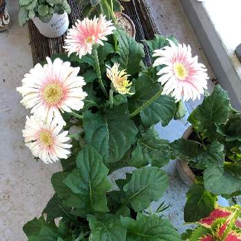 ガーベラの投稿画像一覧 Greensnap グリーンスナップ