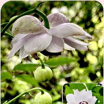 日本固有種の投稿画像一覧 Greensnap グリーンスナップ