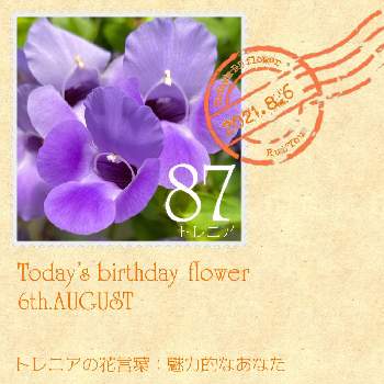 トレニア カタリーナ ブルーリバーの投稿画像一覧 Greensnap グリーンスナップ