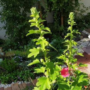 ヒメシャラの投稿画像一覧 Greensnap グリーンスナップ