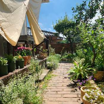 ニーレンべルキアの投稿画像一覧 Greensnap グリーンスナップ