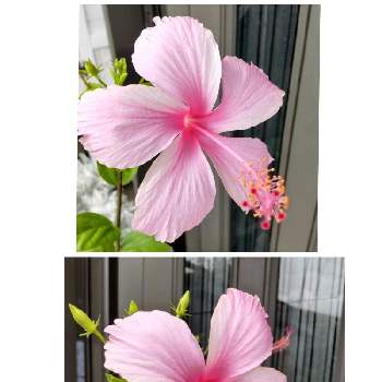 ハイビスカス ピンクバタフライの投稿画像一覧 Greensnap グリーンスナップ