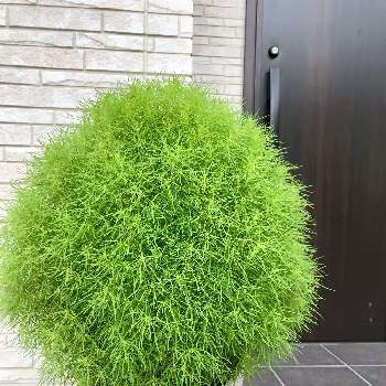もさもさ