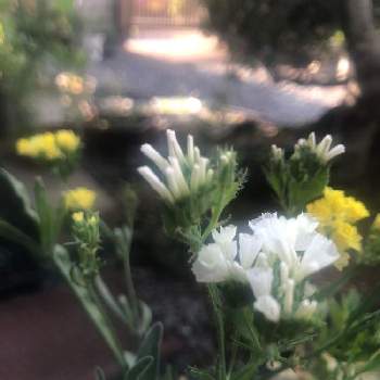 スターチス♡の画像 by suzumamaさん | 花のある暮らしとスターチス♡と庭*とおうち園芸
