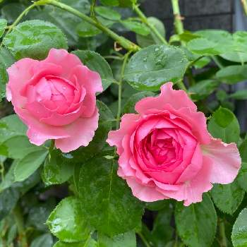 鉢植えの薔薇の画像 by ふぁりさん | 小さな庭と薔薇♪とアップルローゼスと鉢植えの薔薇とラブシック