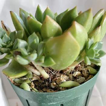 コーナンの投稿画像一覧 Greensnap グリーンスナップ