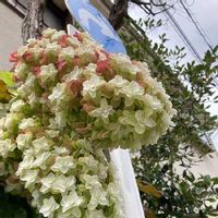 カシワバアジサイの育て方 植え替え時期は 剪定や挿し木の方法は Greensnap グリーンスナップ カシワバアジサイの育て方 植え替え時期は 剪定や挿し木の方法は Greensnap グリーンスナップ