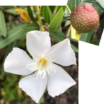 可愛い木の実の画像 by Cimarronさん | お出かけ先と白い夾竹桃と夾竹桃の花と実とと白い花と可愛い木の実と奇妙な木の実