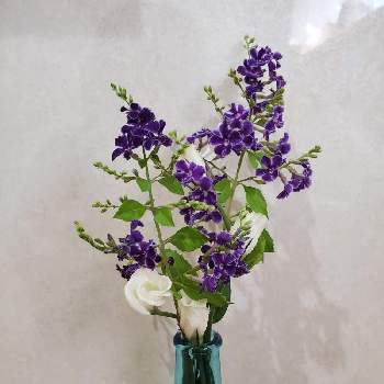 花瓶入れただけの画像 by よだかさん | 部屋とトルコキキョウ。と花瓶入れただけと花瓶投げ入れと花のある暮らしと白い花とデュランタ・宝塚と紫の花