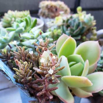 リトープスの花 Greensnap グリーンスナップ