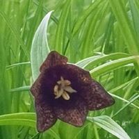 クロユリ 黒百合 の育て方 植え付け時期や球根の増やし方は Greensnap グリーンスナップ