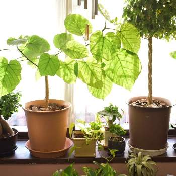 マザーリーフの投稿画像一覧 Greensnap グリーンスナップ