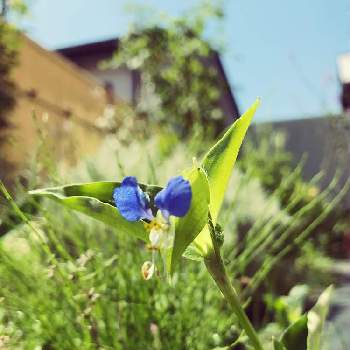 雑草魂の画像 by あっこさん | 小さな庭とツユクサと雑草魂とかわいい雑草と癒しの植物とおうち園芸と自己満ガーデンと君も花が好きなのかとブルーの花と青い花マニアと青い花大好き
