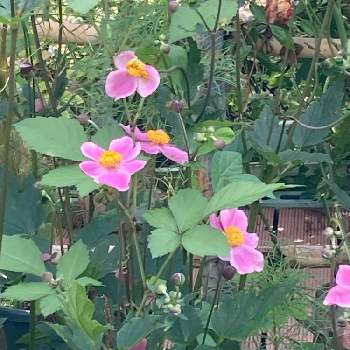 夏日の画像 by roboさん | 小さな庭とピンク❤︎ピンクと植えっぱなし の庭とおうち園芸と夏日と花いろいろと花のある暮らしと恵みの雨と里山ガーデン