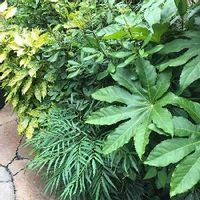 ヤツデの育て方 挿し木や種まきのコツは 虫はつかない Greensnap グリーンスナップ ヤツデの育て方 挿し木や種まきのコツは 虫はつかない Greensnap グリーンスナップ