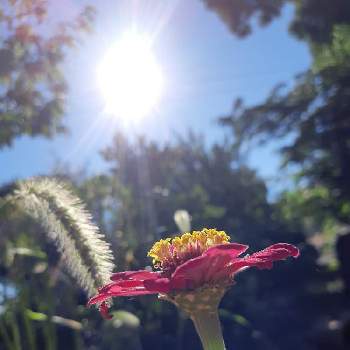 朝日に照らされての画像 by 芙蓉さん | 朝日に照らされてとエノコログサ（ネコジャラシ）とジニア❁と花のある暮らしとお花は綺麗ね