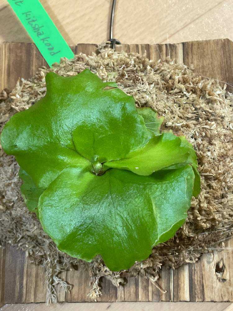 キッチャクードの胞子実生苗ビカクシダ|🍀GreenSnap(グリーン キッチャクードの胞子実生苗ビカクシダ|🍀GreenSnap(グリーン