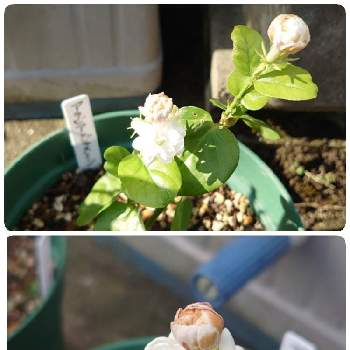 アラビアンジャスミンの花の投稿画像一覧 Greensnap グリーンスナップ