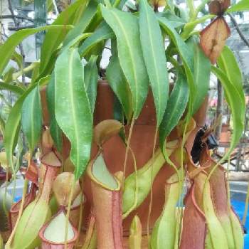 咲くやこの花館の投稿画像一覧 Greensnap グリーンスナップ