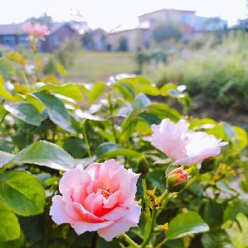 バラ ロザリーラ モリエールの画像 by まなあゆさん | 小さな庭とバラ ロザリーラ モリエールとベルサイユのばらシリーズと君も花が好きなのかと可愛いとガーデニングと花のある暮らしと薔薇♪