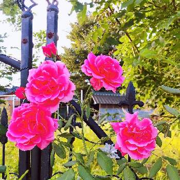 薔薇パレードの画像 by まなあゆさん | 畑とおうち園芸と薔薇パレードと花いろいろと君も花が好きなのかと可愛いとガーデニングと花のある暮らしと薔薇♪