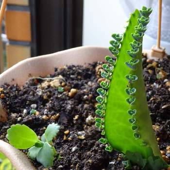 セイロンベンケイソウの育て方 Greensnap グリーンスナップ